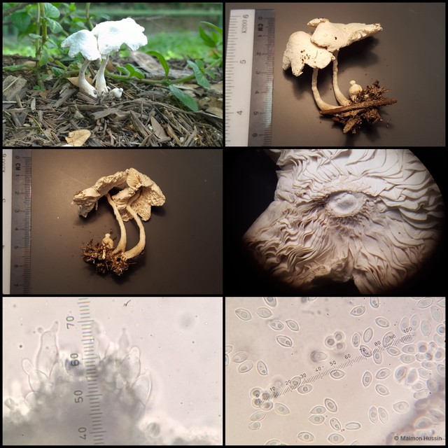 Leucocoprinus cretaceus