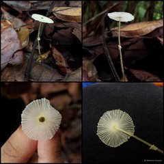 Leucocoprinus fragilissimus • © Maimon Hussin • All Rights Reserved