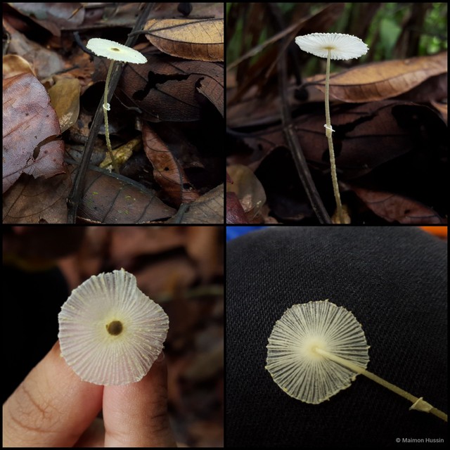 Leucocoprinus fragilissimus • © Maimon Hussin • All Rights Reserved