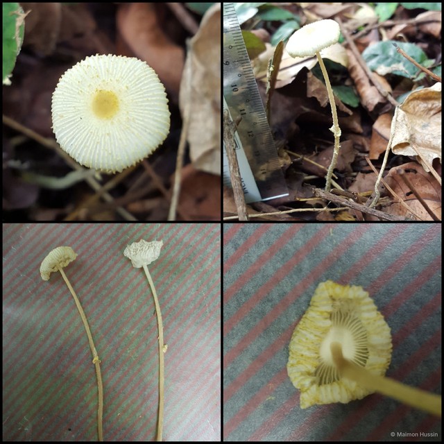 Leucocoprinus fragilissimus