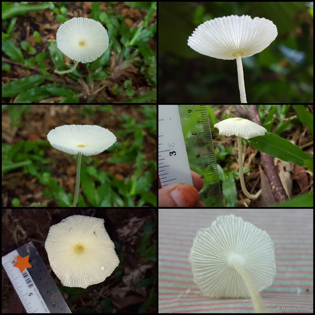 Leucocoprinus fragilissimus
