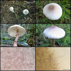 Macropsalliota americana • © Maimon Hussin • All Rights Reserved