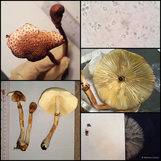 Macropsalliota americana