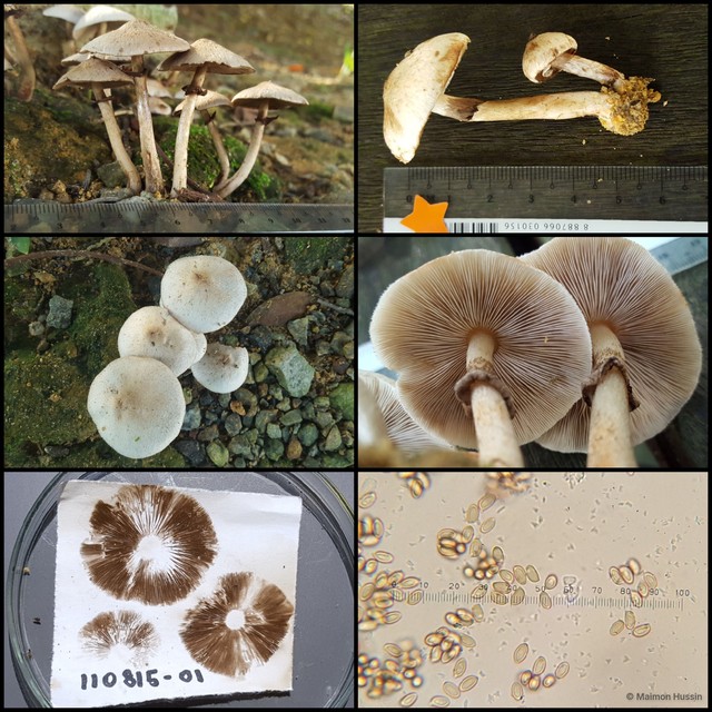 Micropsalliota megarubescens