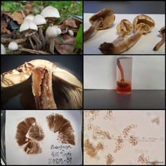 Micropsalliota megarubescens • © Maimon Hussin • All Rights Reserved