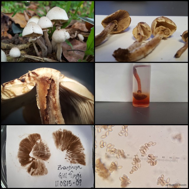Micropsalliota megarubescens