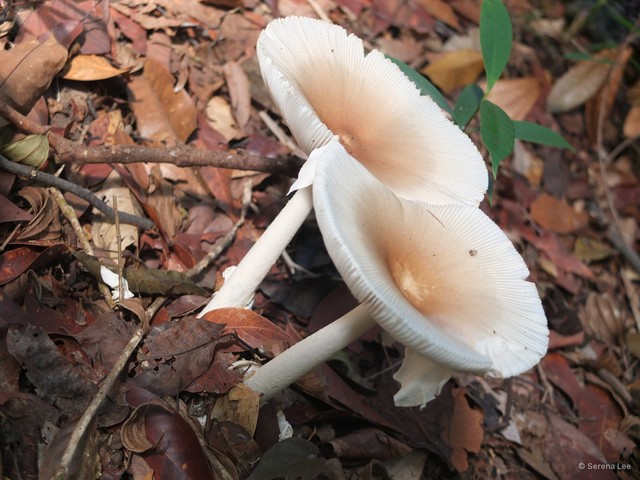 Amanita (Amanita) princeps • © Serena Lee • All Rights Reserved