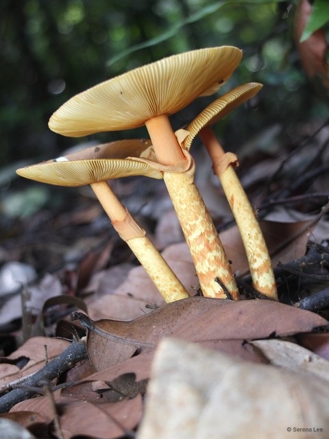 Amanita (Amanita) similis • © Serena Lee • All Rights Reserved