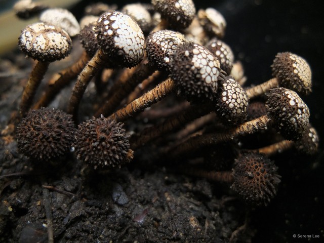 Tulostoma exasperatum • © Serena Lee • All Rights Reserved