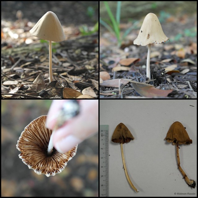 Conocybe sp. "1" • © Maimon Hussin • All Rights Reserved