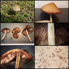 Conocybe tenera • © Maimon Hussin • All Rights Reserved