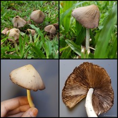 Conocybe tenera • © Maimon Hussin • All Rights Reserved
