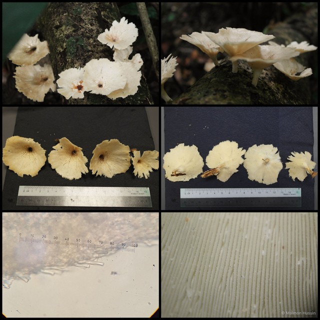 Clitocybe sp. "1" • © Maimon Hussin • All Rights Reserved