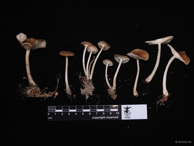 Collybia sp. "1" • © Serena Lee • All Rights Reserved