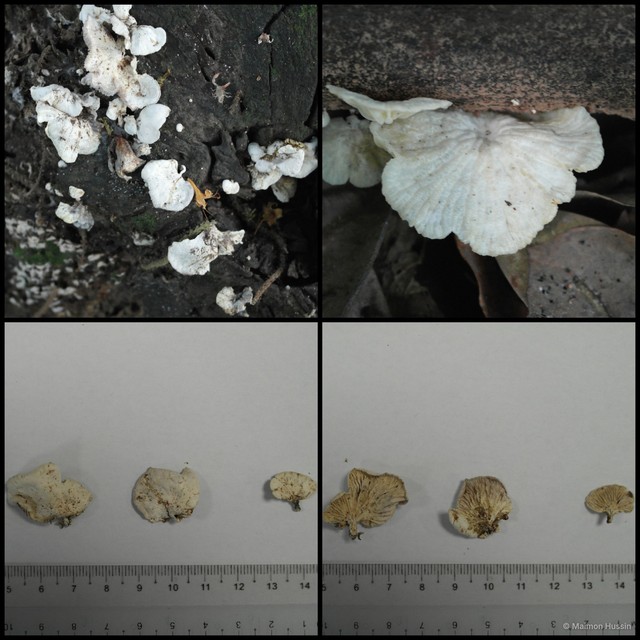 Crepidotus sp. "1" • © Maimon Hussin • All Rights Reserved