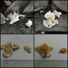 Crepidotus sp. "2" • © Maimon Hussin • All Rights Reserved