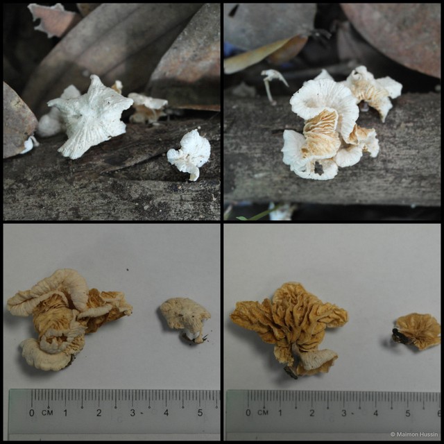 Crepidotus sp. "2" • © Maimon Hussin • All Rights Reserved