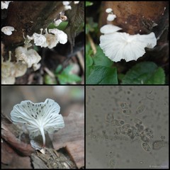 Crepidotus sp. "2" • © Maimon Hussin • All Rights Reserved