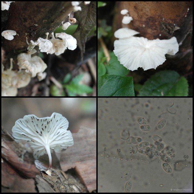 Crepidotus sp. "2"