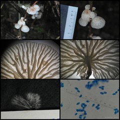Crepidotus sp. "2" • © Maimon Hussin • All Rights Reserved