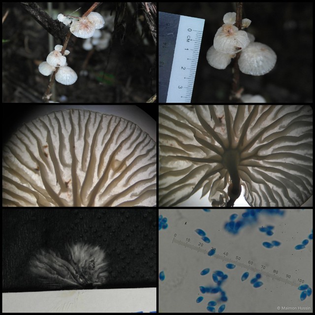 Crepidotus sp. "2"