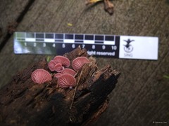 Crepidotus sp. "4"