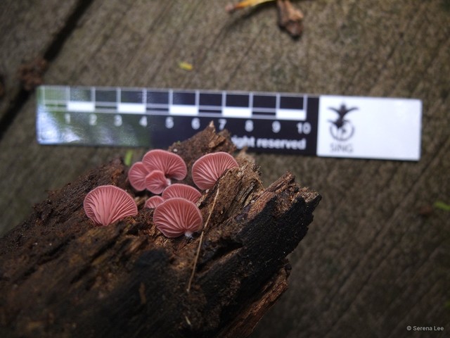 Crepidotus sp. "4" • © Serena Lee • All Rights Reserved