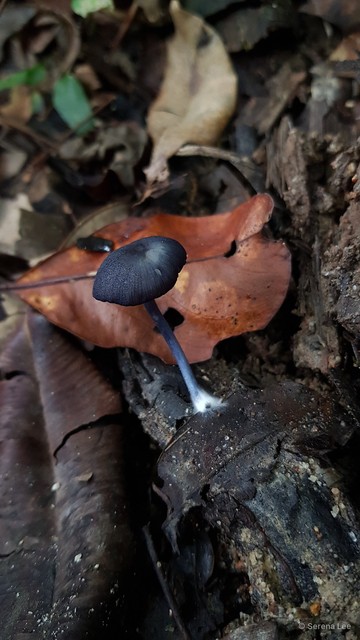Entoloma sp. "2" • © Serena Lee • All Rights Reserved