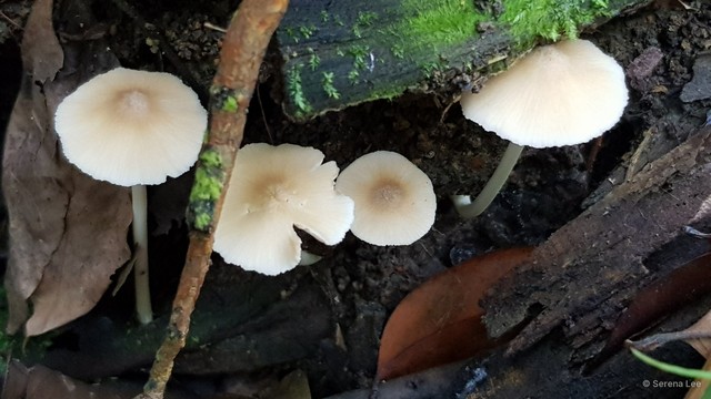 Entoloma dulce • © Serena Lee • All Rights Reserved