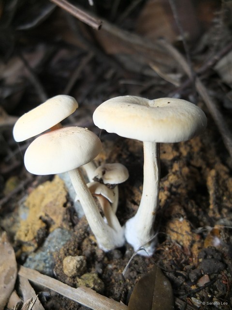 Entoloma flavidum • © Serena Lee • All Rights Reserved