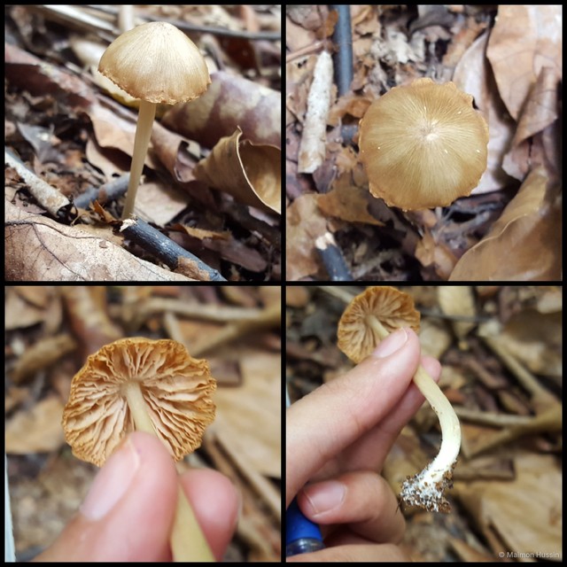 Entoloma omiense • © Maimon Hussin • All Rights Reserved