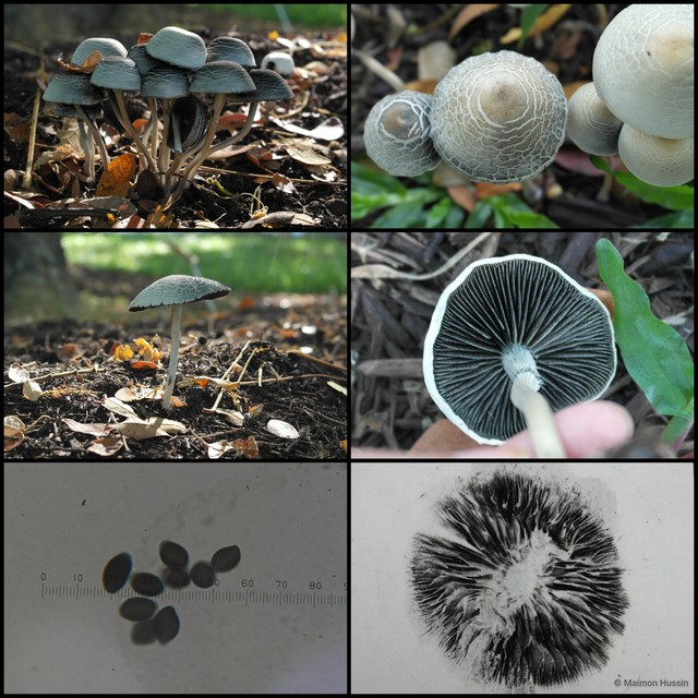 Panaeolus (Copelandia) cambodginiensis • © Maimon Hussin • All Rights Reserved