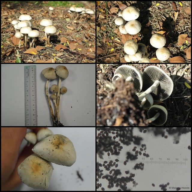 Panaeolus (Copelandia) cyanescens • © Maimon Hussin • All Rights Reserved