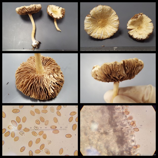 Agrocybe sp. "1" • © Maimon Hussin • All Rights Reserved