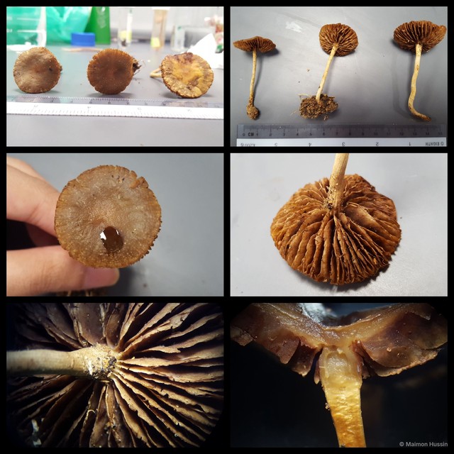 Agrocybe pediades • © Maimon Hussin • All Rights Reserved