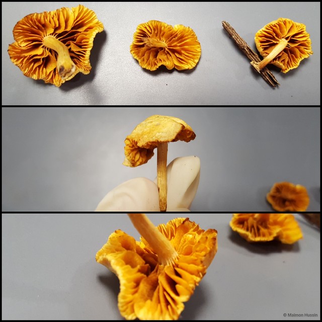 Gymnopilus sp. "1" • © Maimon Hussin • All Rights Reserved