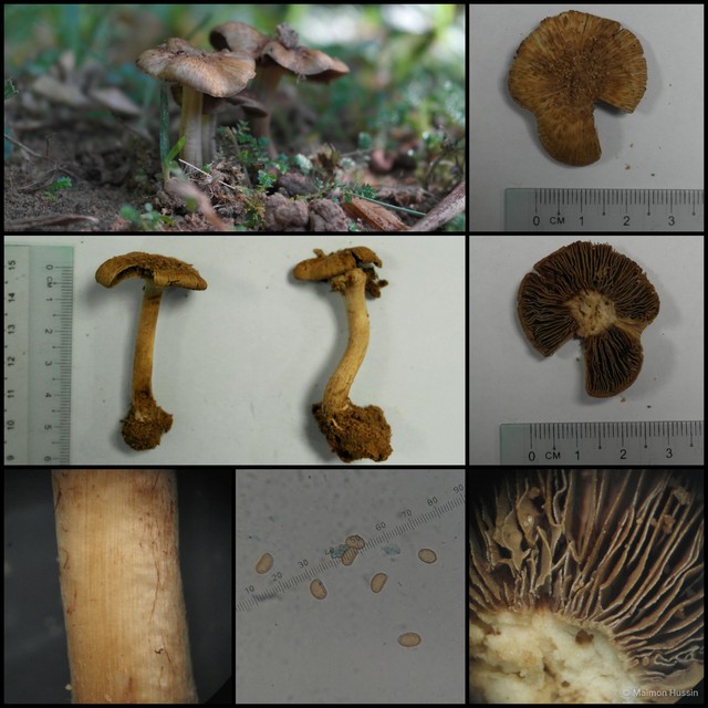 Inocybe sp. "1" • © Maimon Hussin • All Rights Reserved