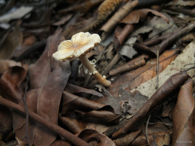 Inocybe sp. "2" • © Serena Lee • All Rights Reserved