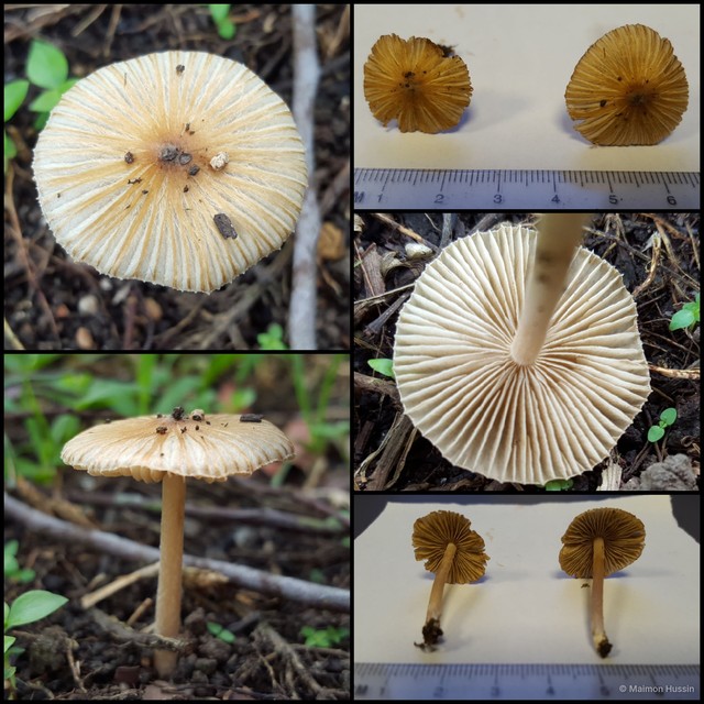Inocybe rimulosa • © Maimon Hussin • All Rights Reserved