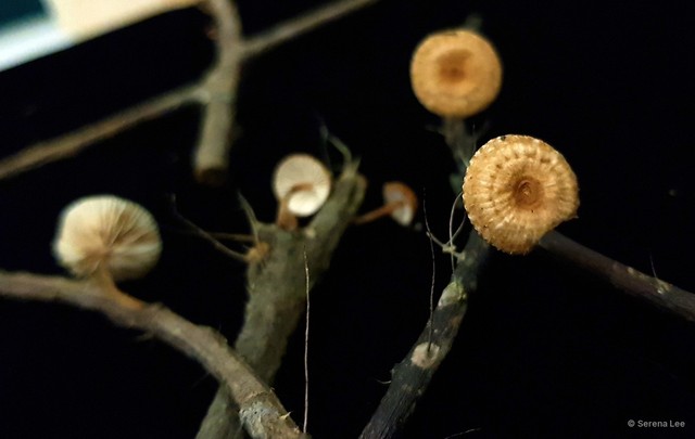 Crinipellis brunneipurpurea • © Serena Lee • All Rights Reserved