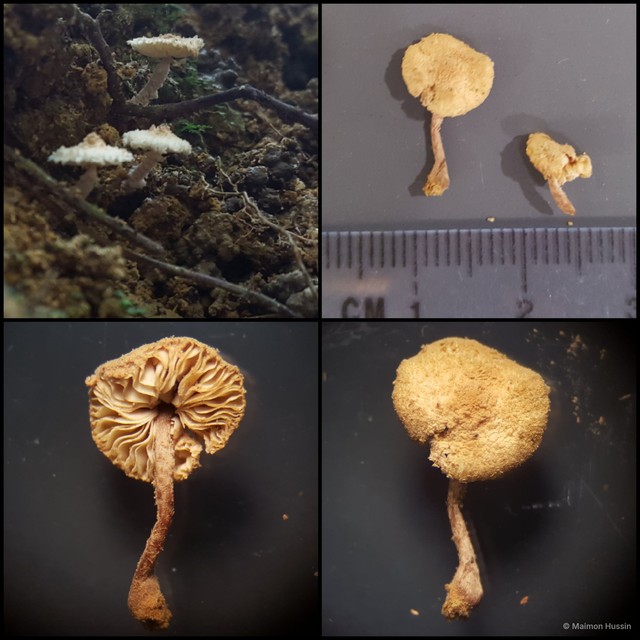 Marasmius sp. "1" • © Maimon Hussin • All Rights Reserved