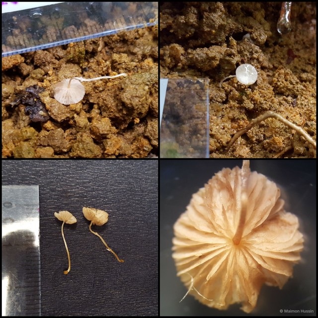 Marasmius sp. "2" • © Maimon Hussin • All Rights Reserved