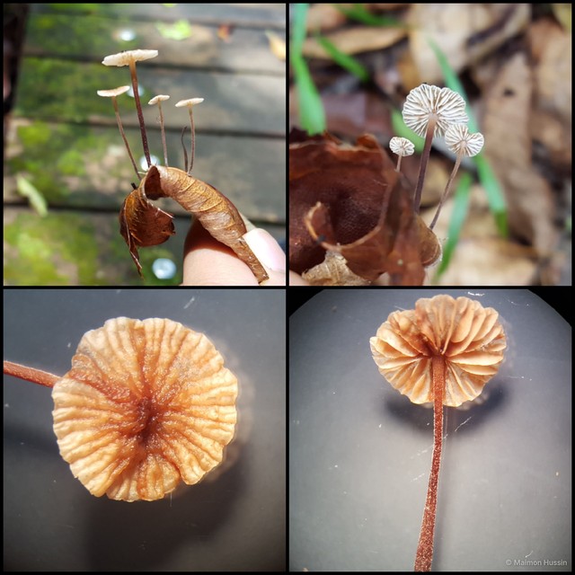 Marasmius sp. "3" • © Maimon Hussin • All Rights Reserved