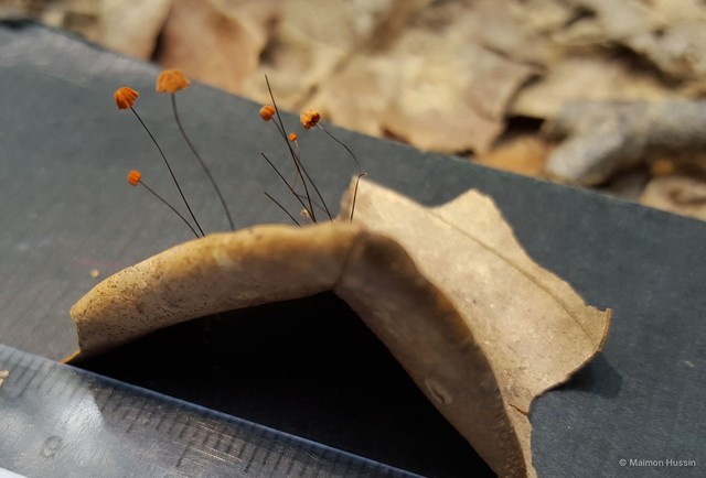 Marasmius (Marasmius) guyanensis • © Maimon Hussin • All Rights Reserved