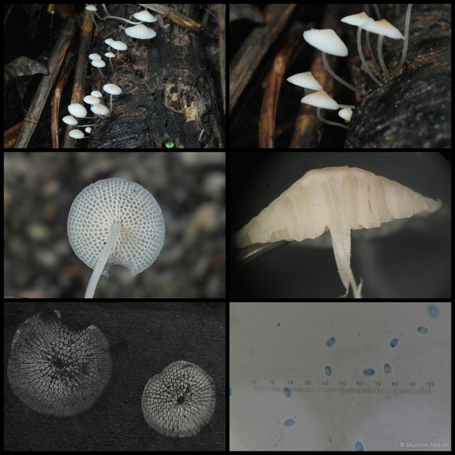 Favolaschia manipularis