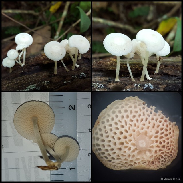 Favolaschia manipularis