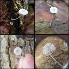 Mycena chlorophos (Berk. & M.A.Curtis) Sacc., 1887
