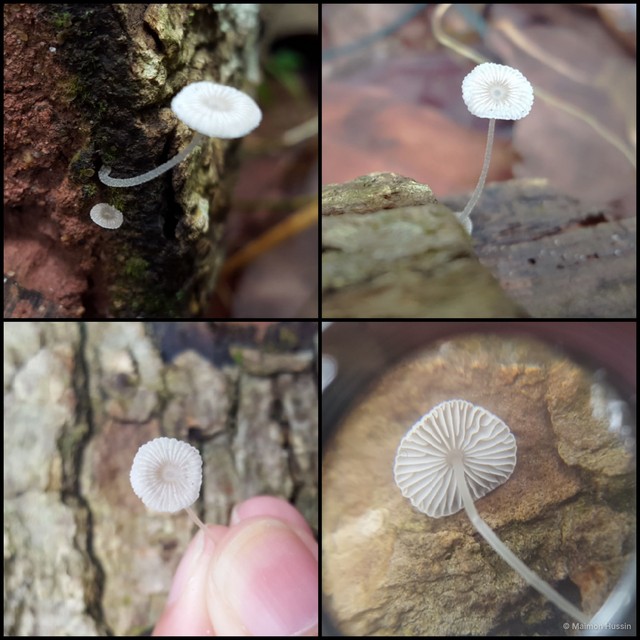 Mycena chlorophos • © Maimon Hussin • All Rights Reserved