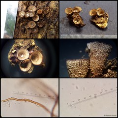 Cyathus sp. "1" • © Maimon Hussin • All Rights Reserved