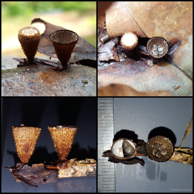 Cyathus sp. "1"